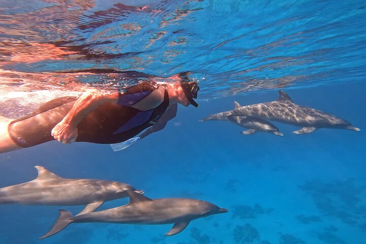 Swimming with Dolphins