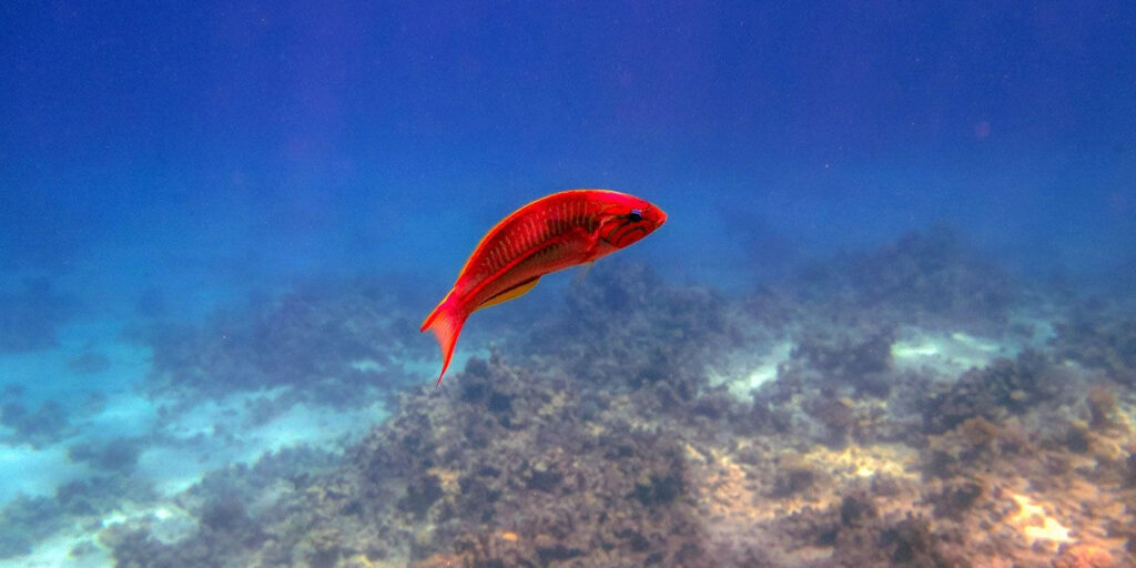 545378356_Red Sea Underwater Life 1_webp