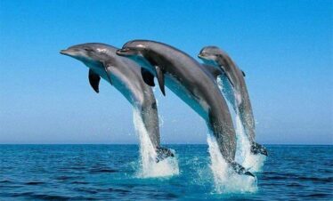 Dolphin House