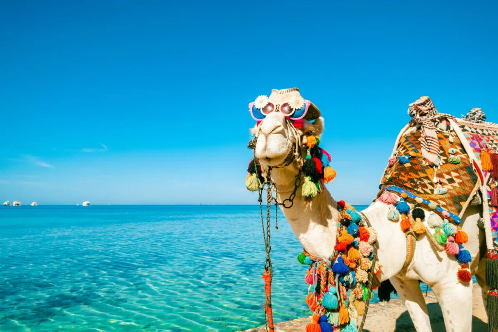 Quad bikes + Camel riding (1)