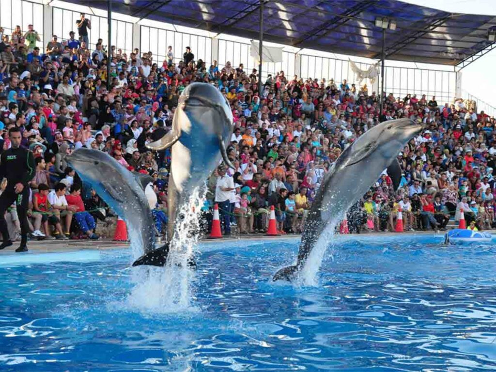 delfiny-hurghada-tsena_lg