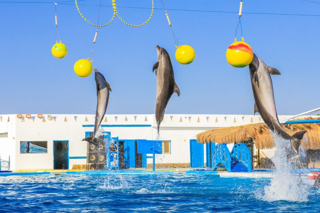dolphin-show-in-hurghada_TtXFF