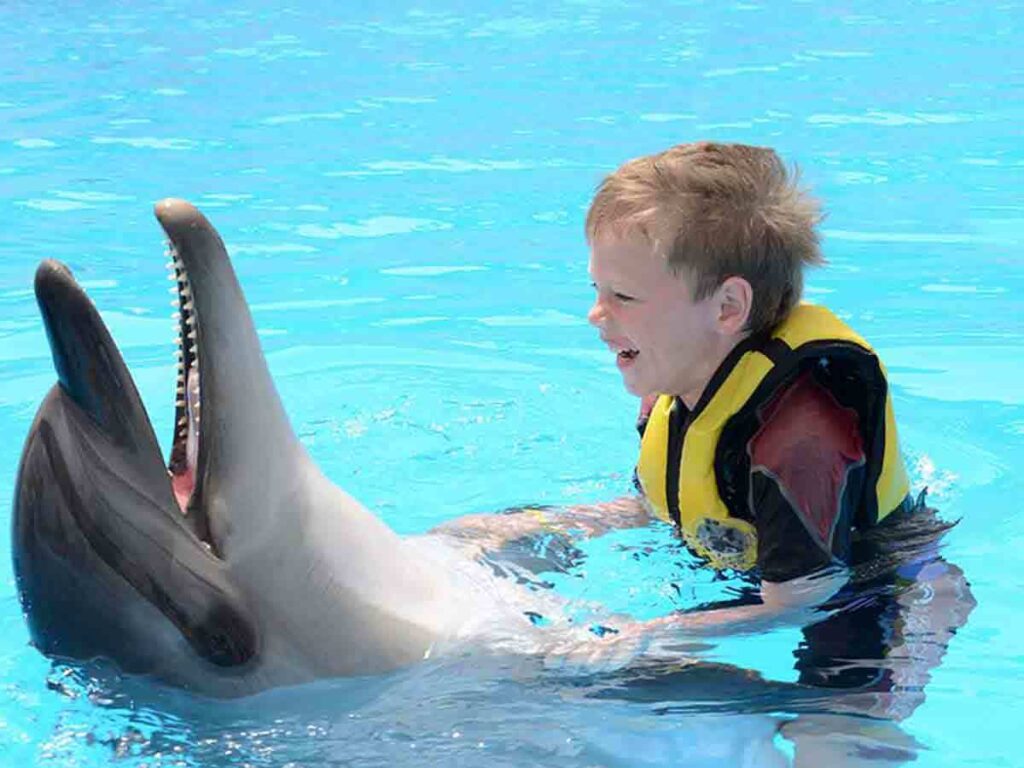 dolphin-swim_lg