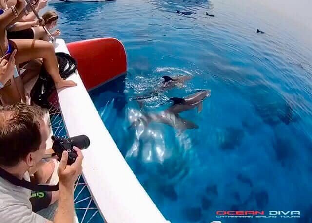 dolphins-love-the-ocean