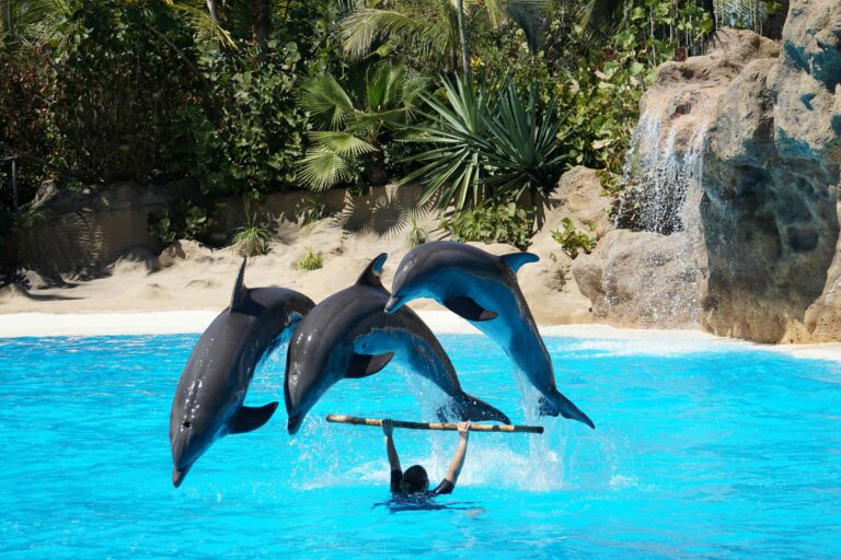 Dolphin Show (in the pool)